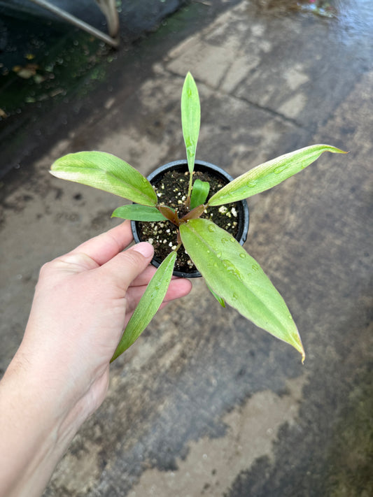 Philodendron ‘Caramel Pluto’