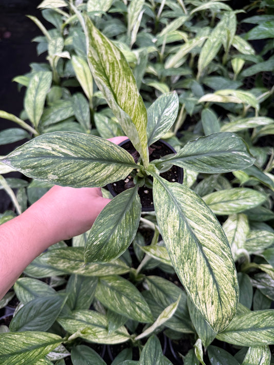 Spathiphyllum Variegata ‘Mojo’