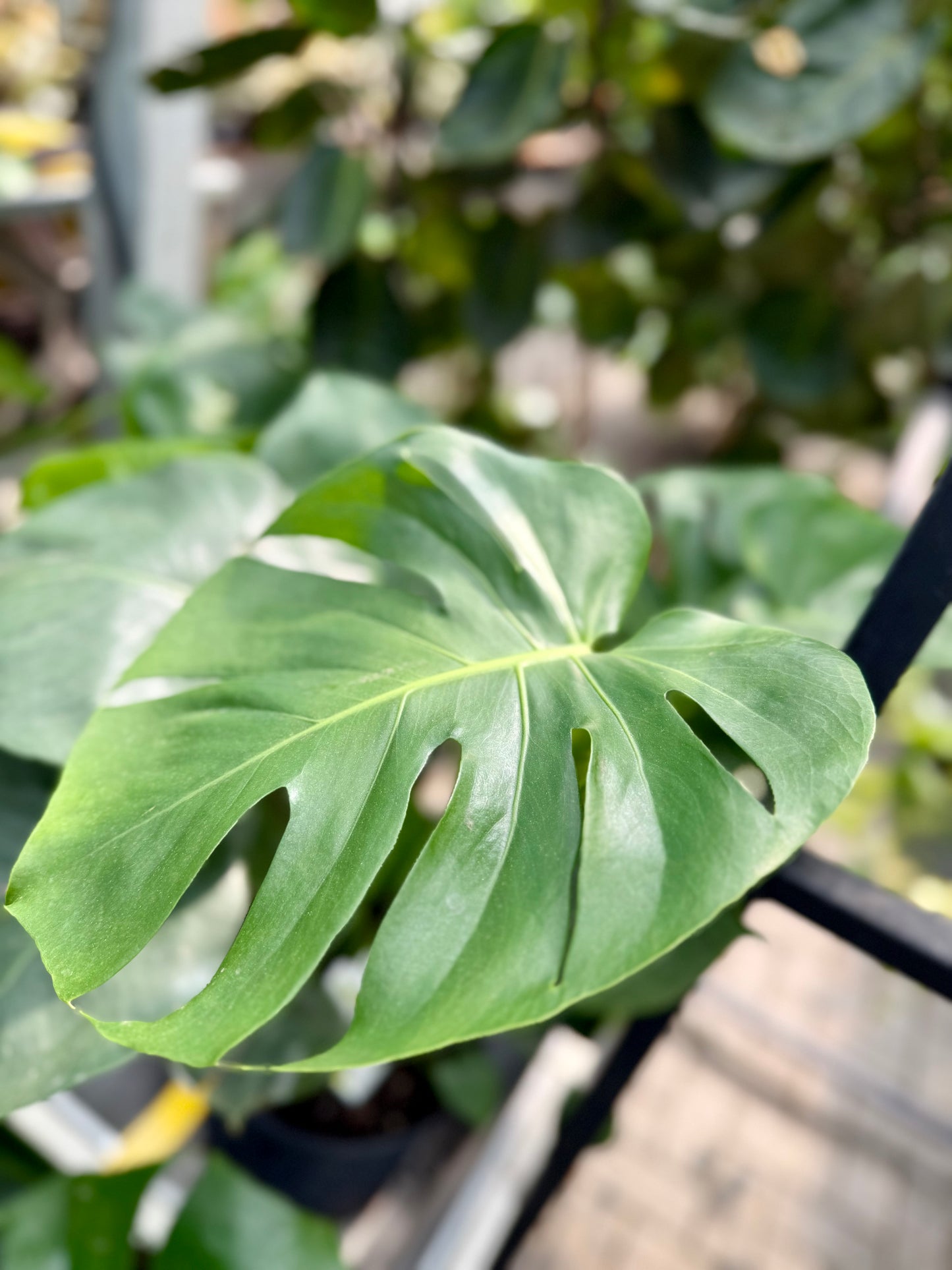 Monstera Deliciosa