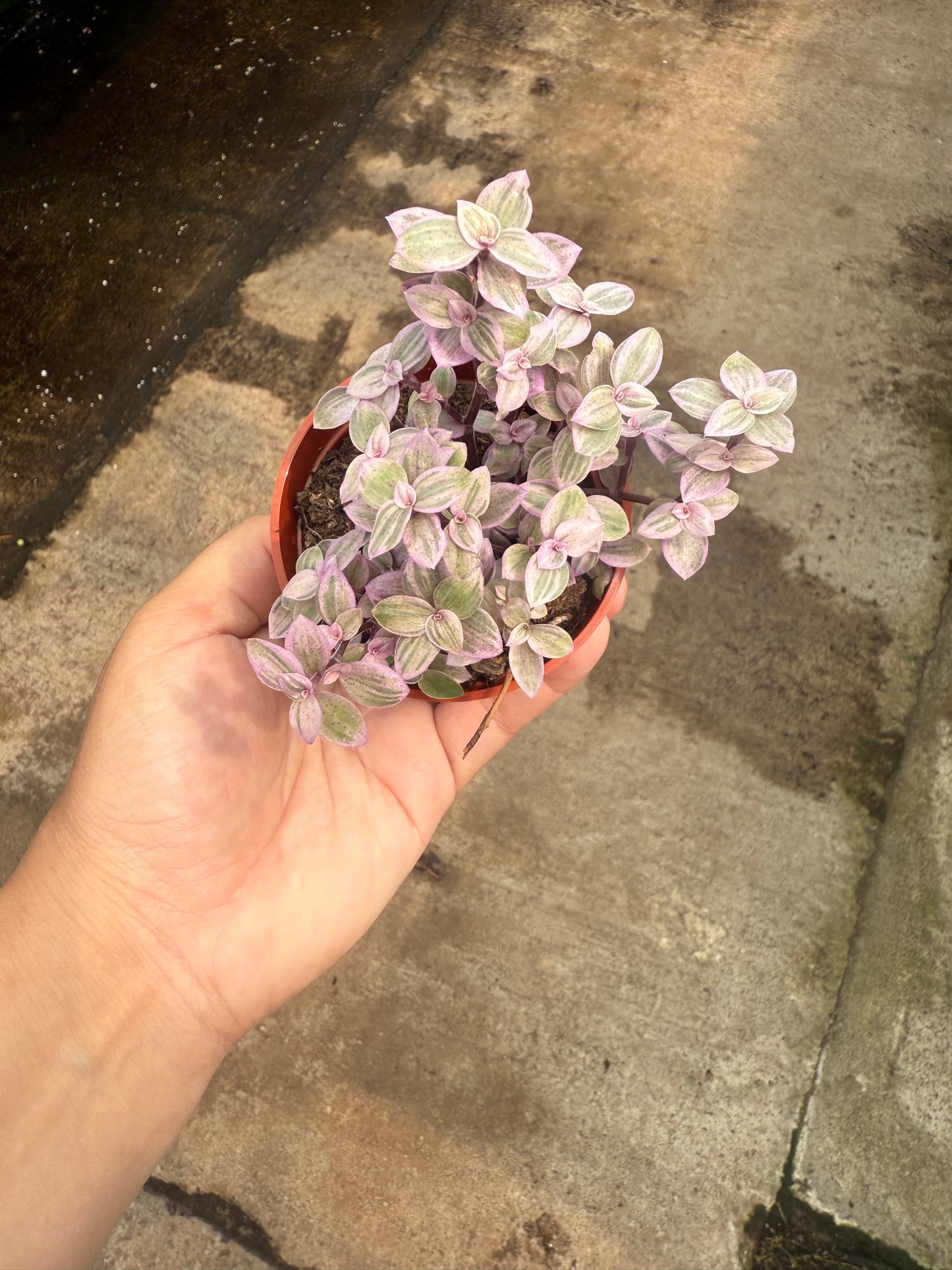 Callisia repens ‘Pink Lady’