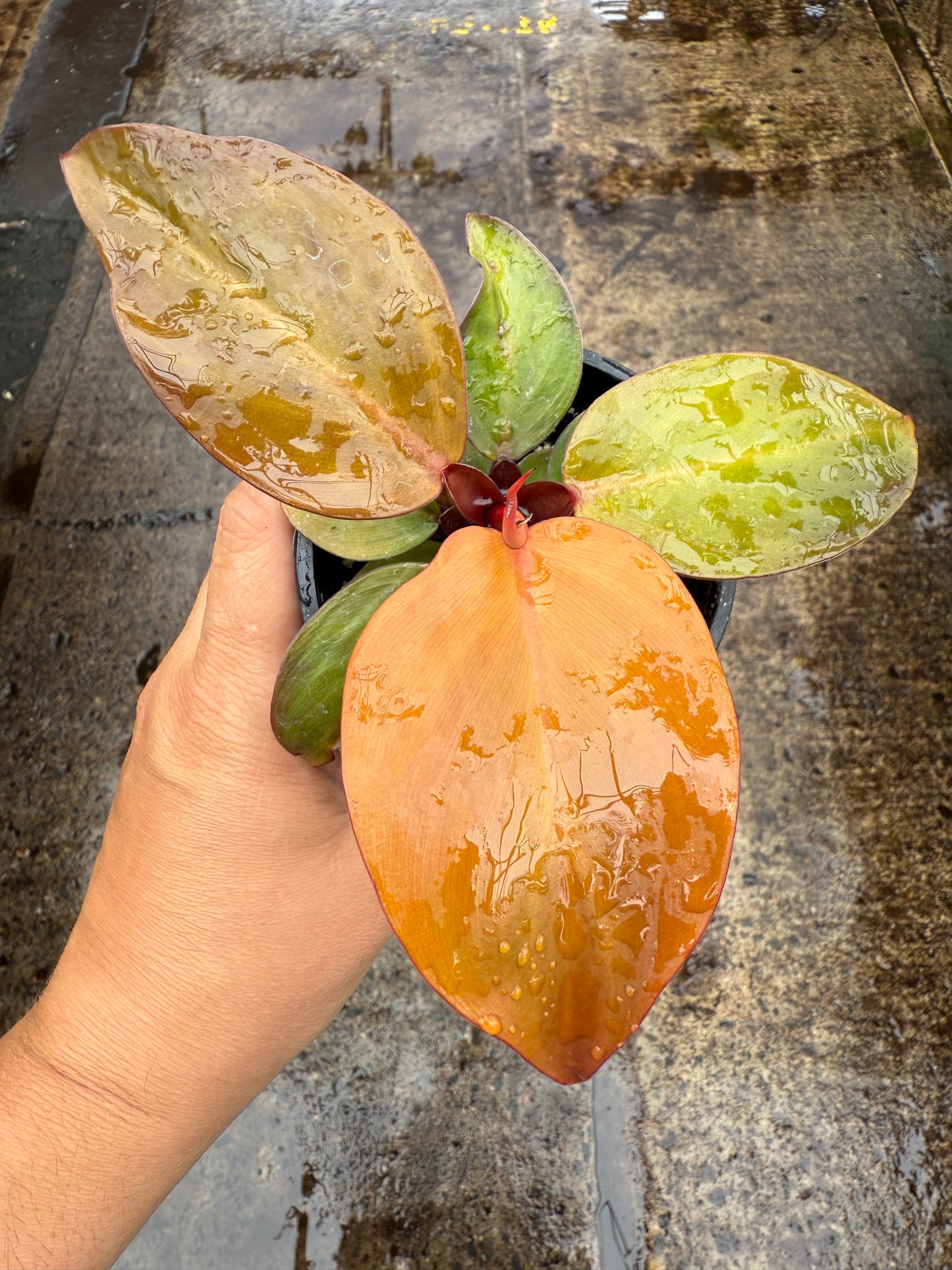 Philodendron Sunlight