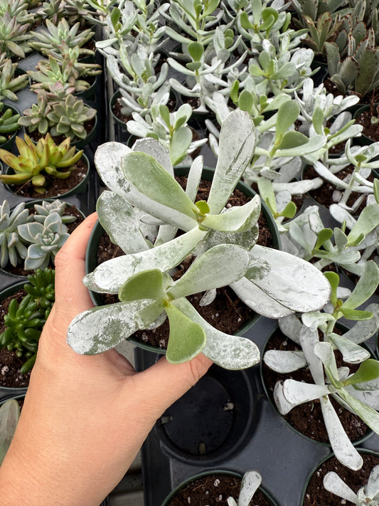 Cotyledon orbiculata