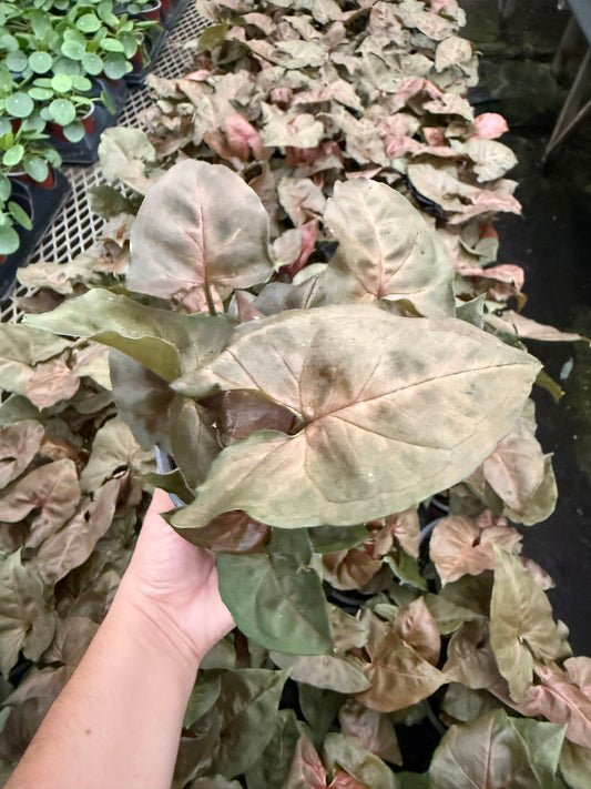 Nephthytis 'Merry Maria'