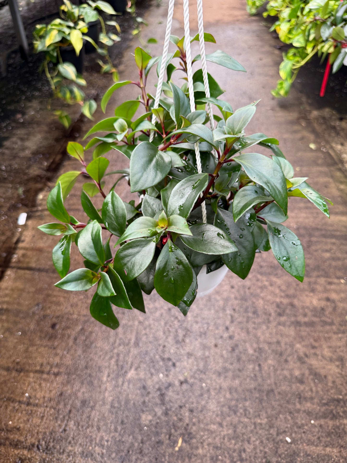 Columnea gloriosa