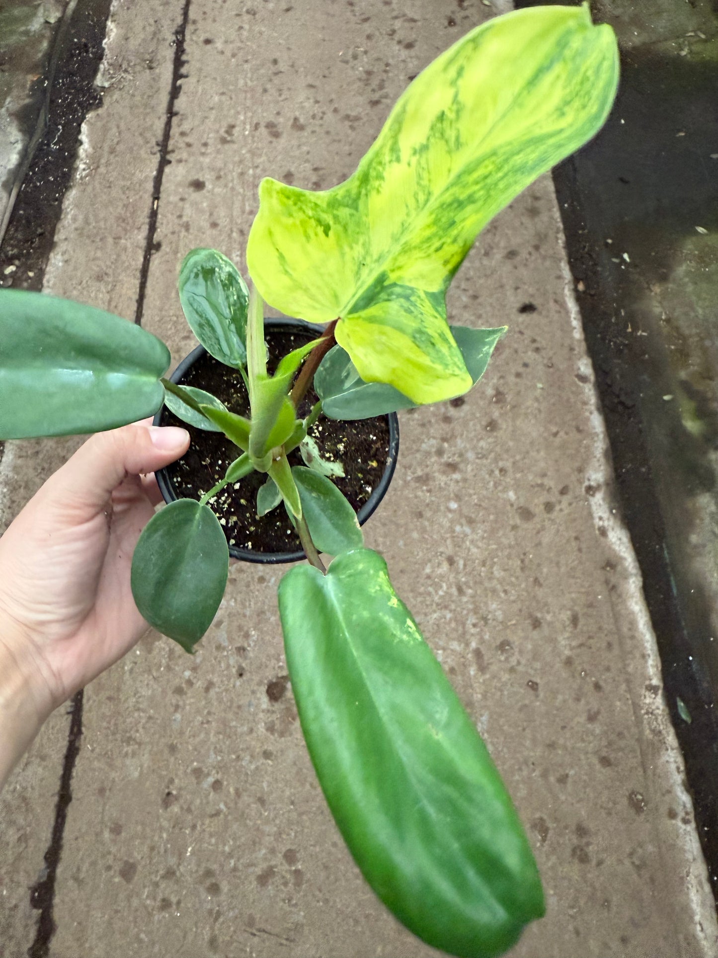 Philodendron ‘Florida Beauty’