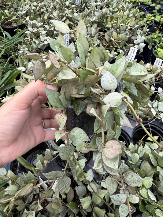 Hoya lacunosa Silver