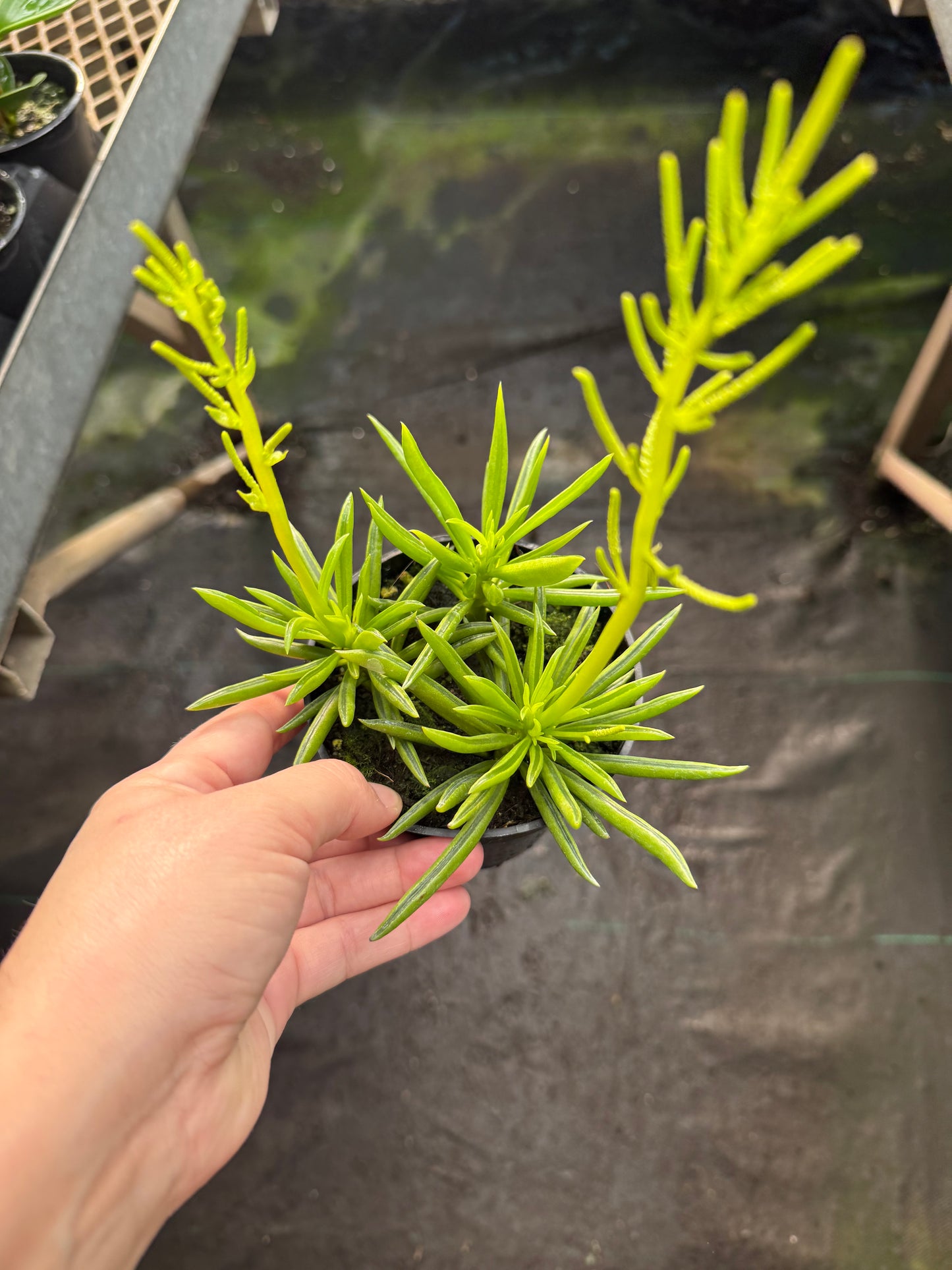 Peperomia Ferreyrae