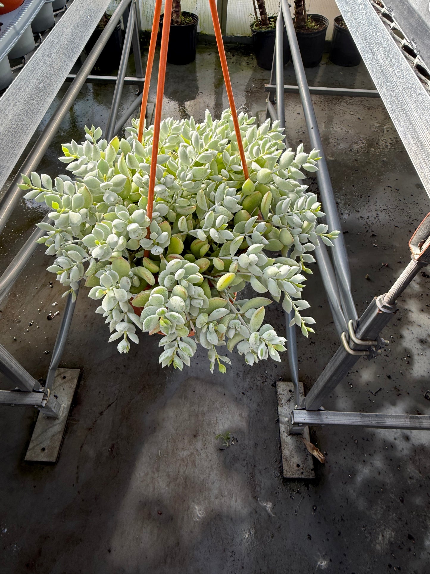 Cotyledon Pendens