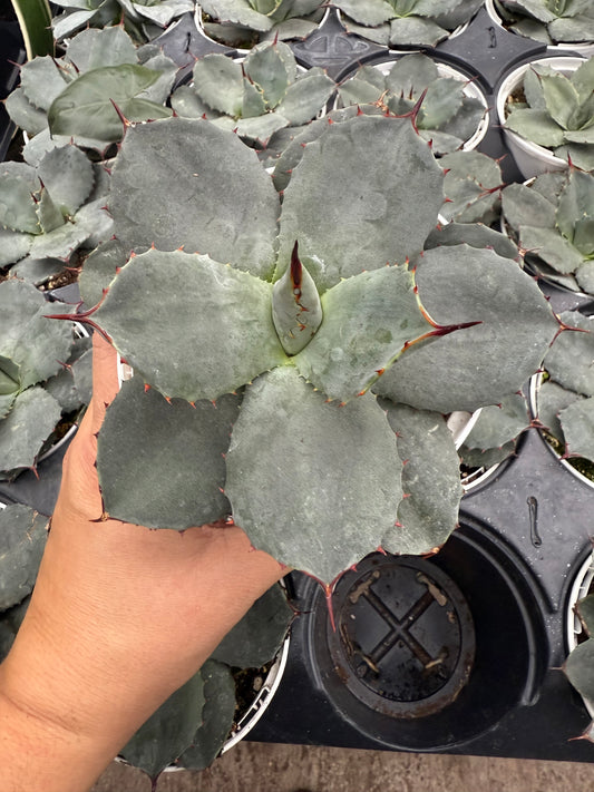 Agave ‘parryi bleu’