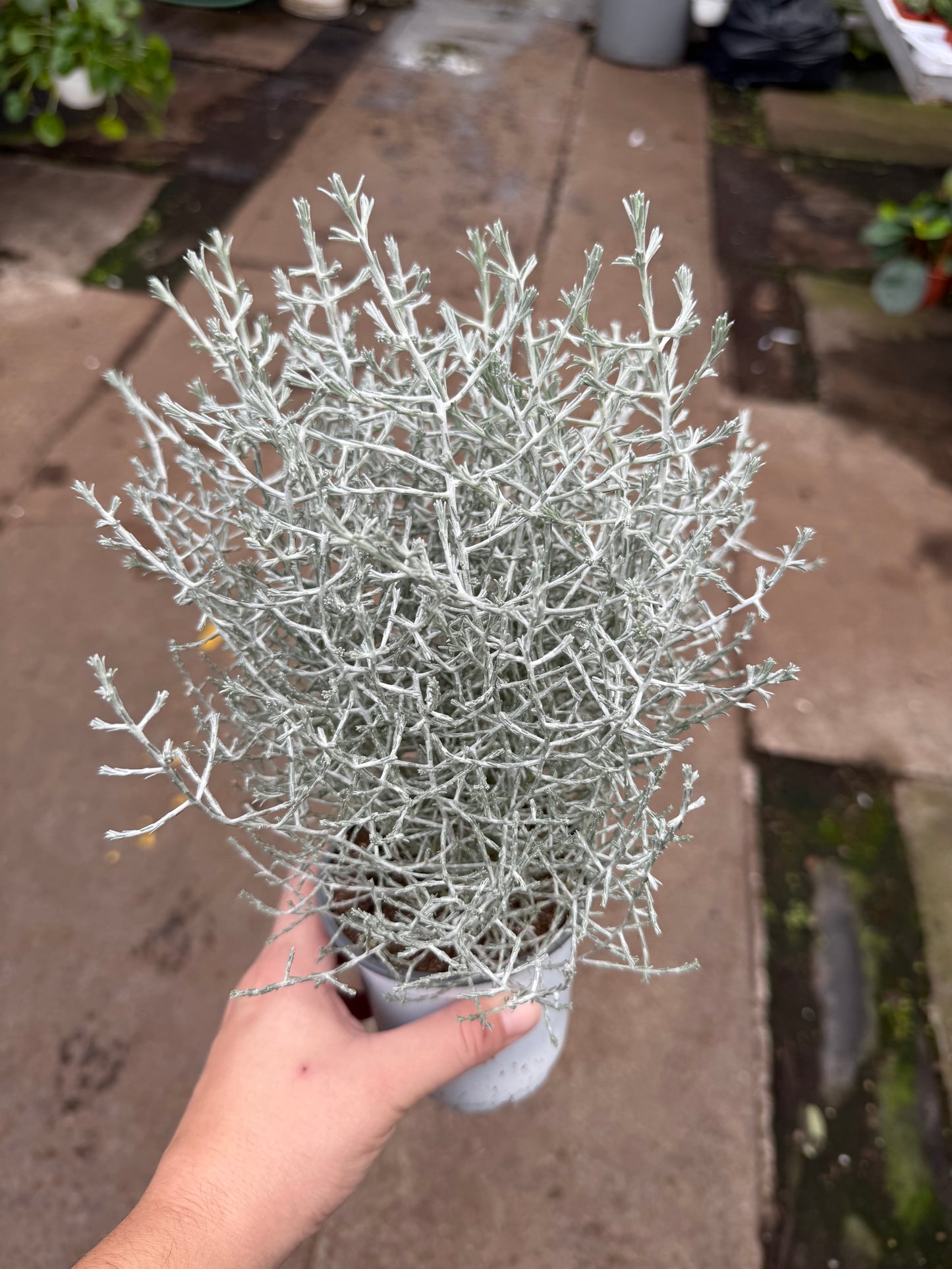 Calocephalus