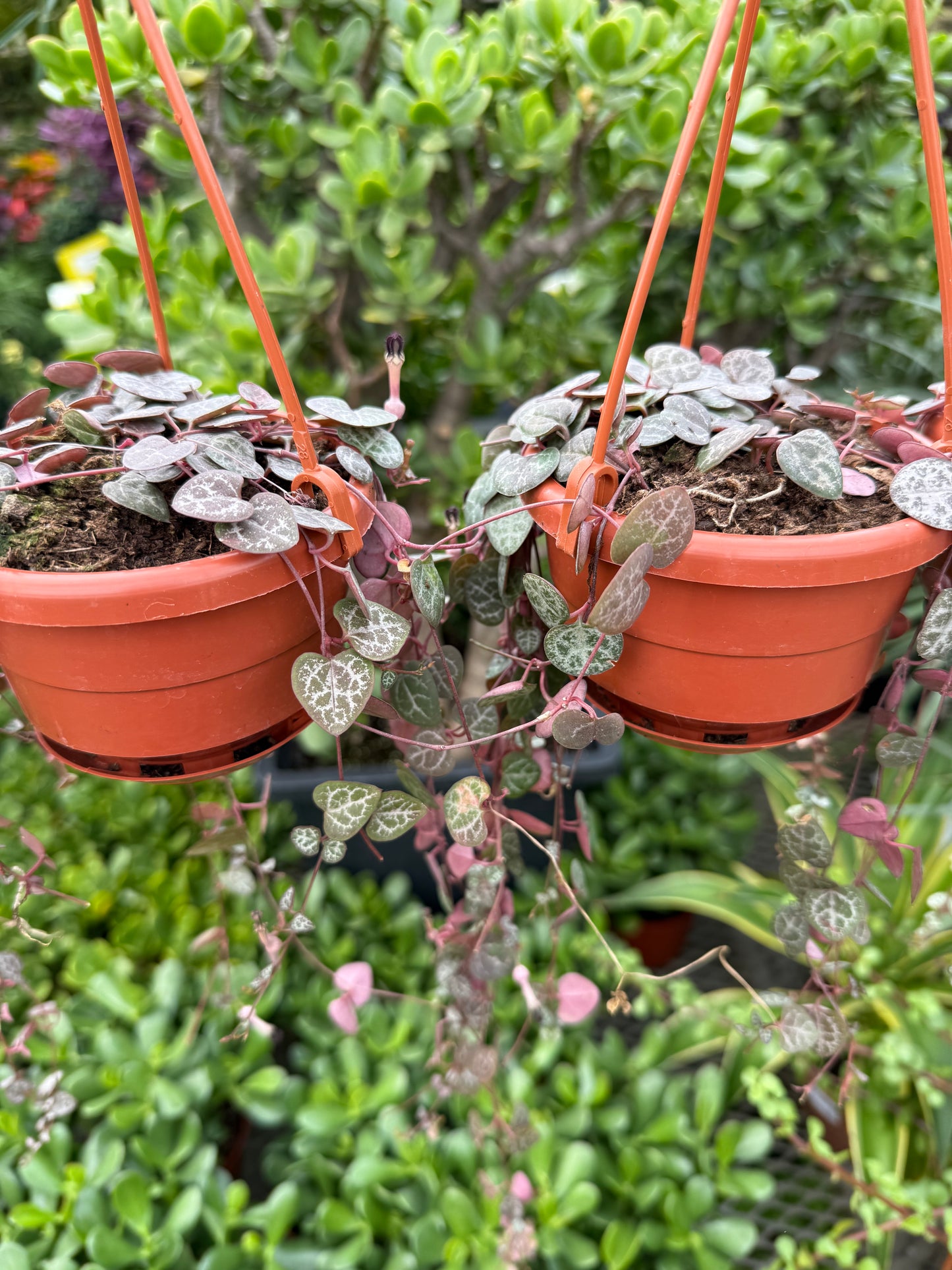 Ceropegia woodii – String of Hearts