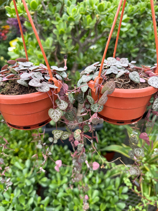 Ceropegia woodii – String of Hearts