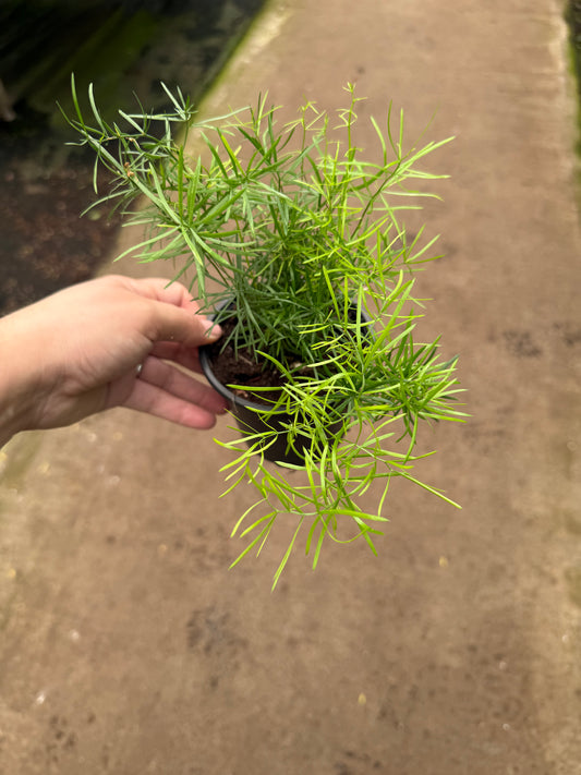 Asparagus densiflorus ‘Sprengeri’