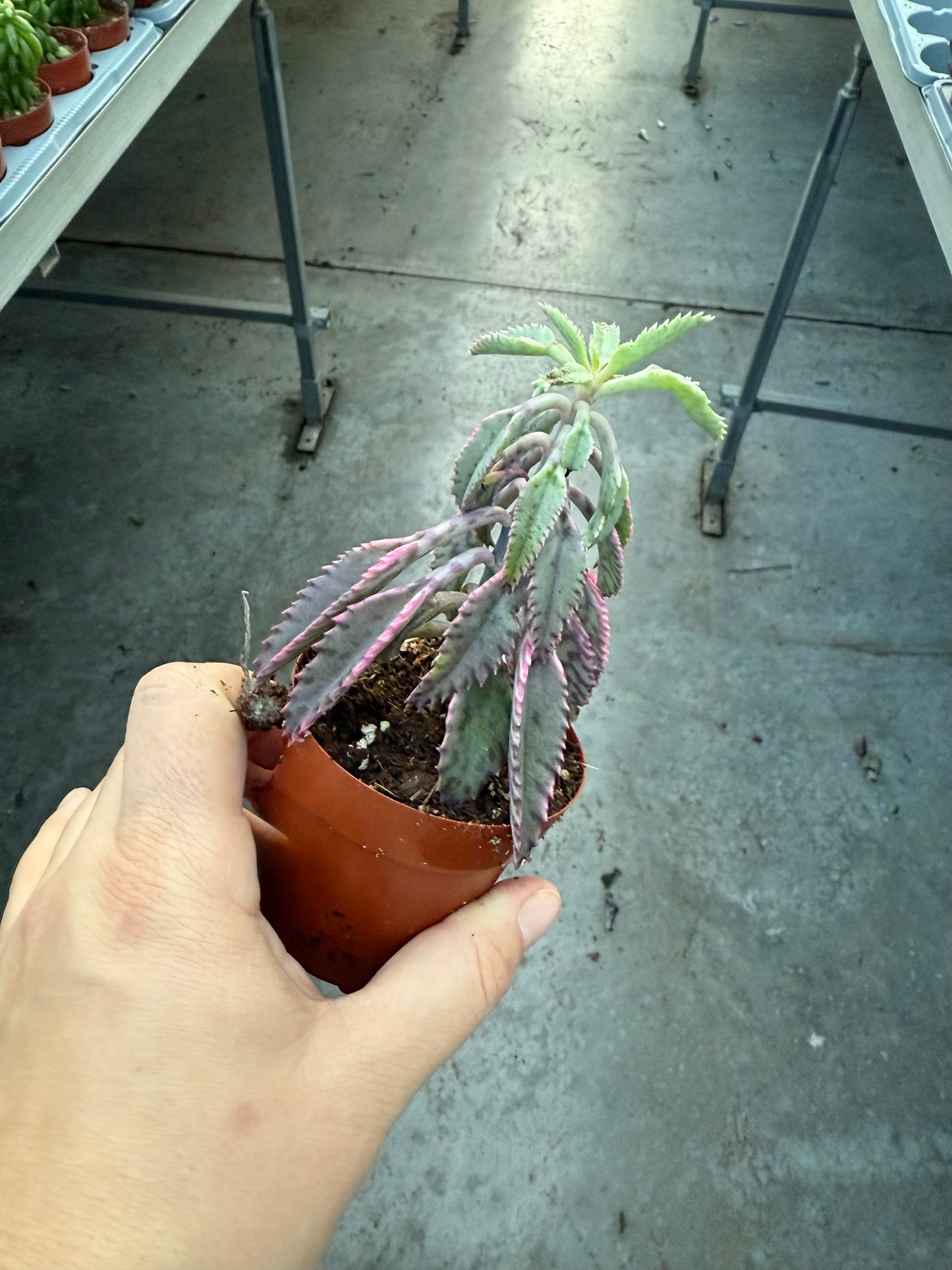 Kalanchoe ‘Pink Butterfly’