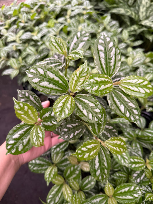 Pilea Cadierei- ‘Aluminium’