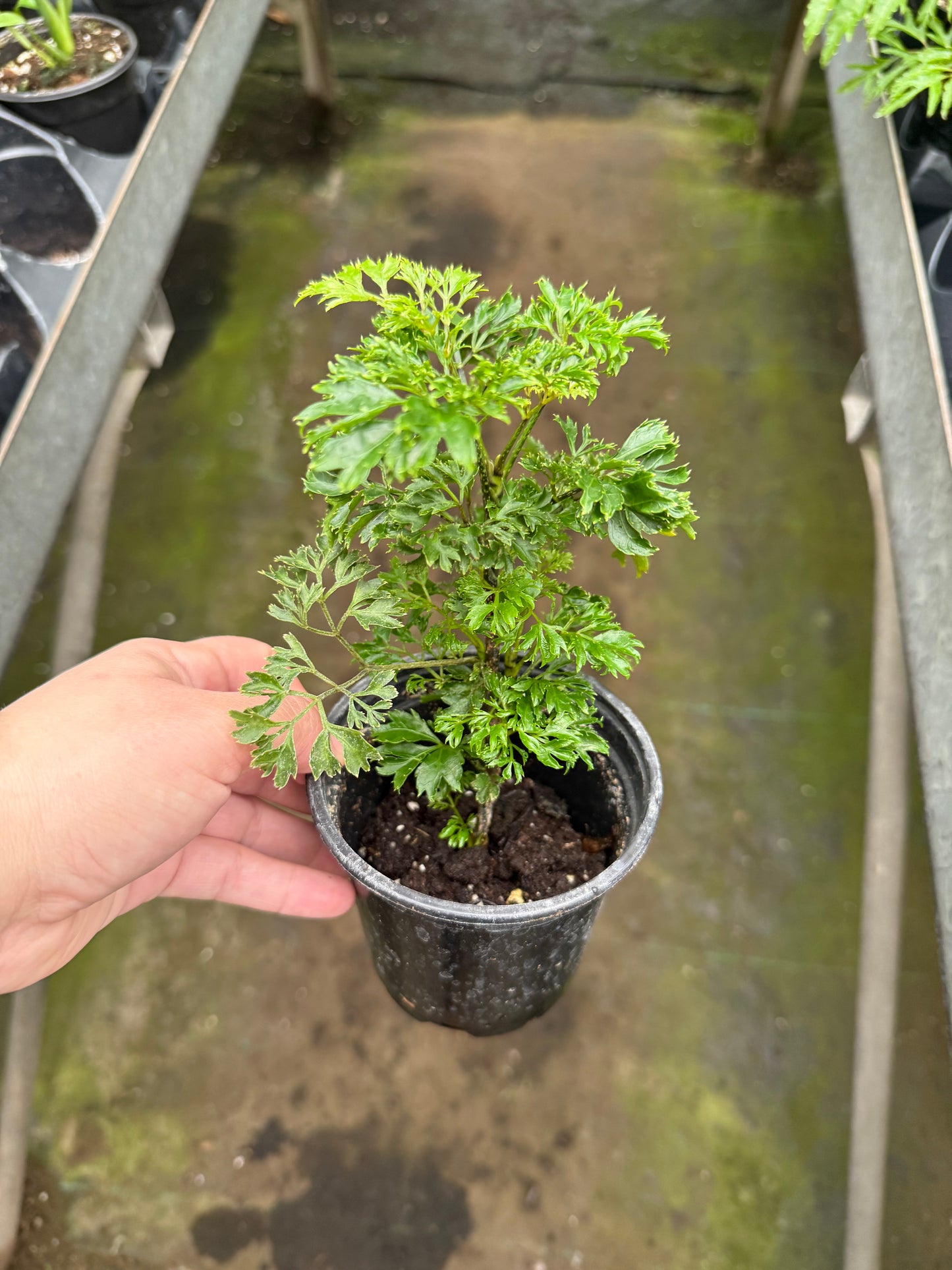 Aralia Persil (Polyscias fruticosa)