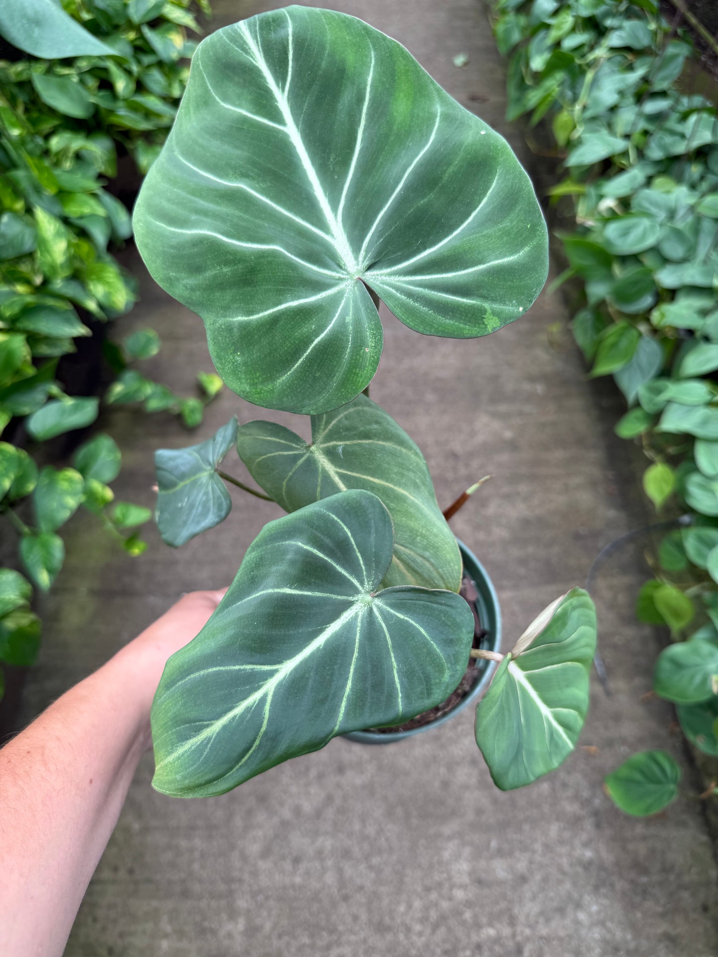 Philodendron Gloriosum