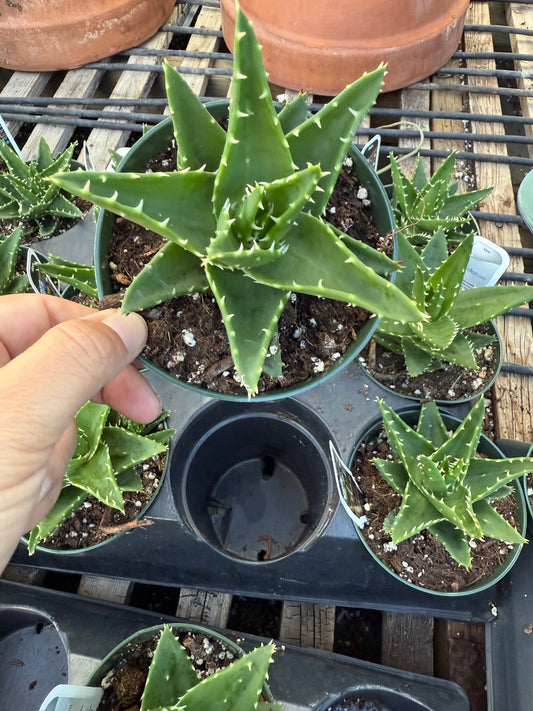 Aloe perfoliata – Mitre Aloe