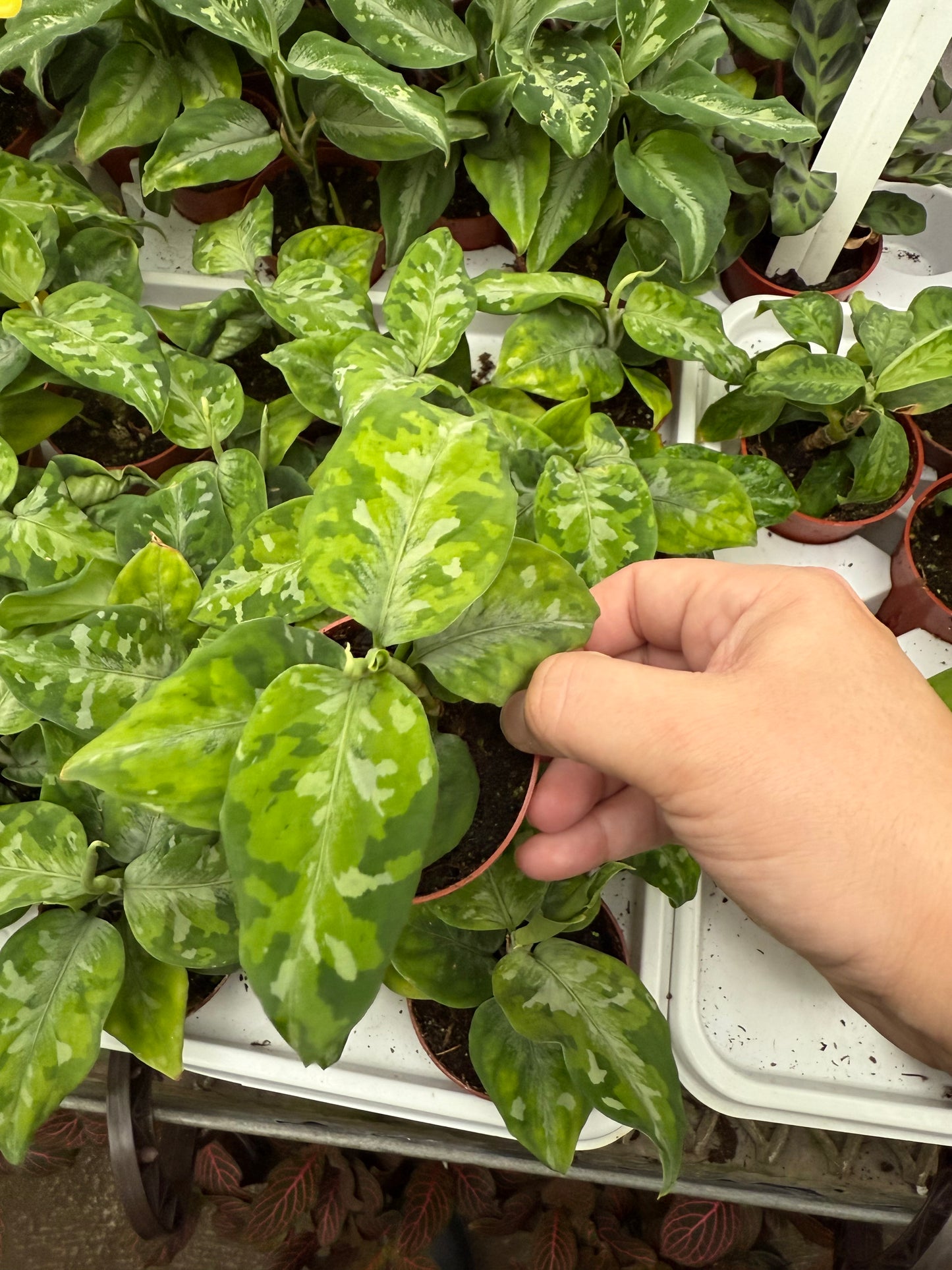 Aglaonema pictum ‘Tricolor’
