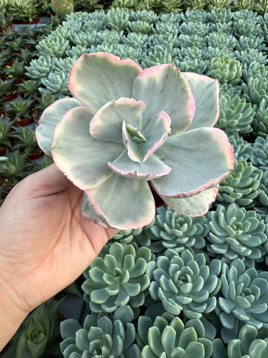 Echeveria ‘Chantilly’ Variegated
