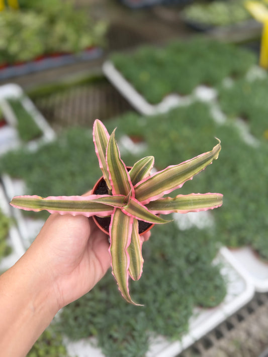 Cryptanthus