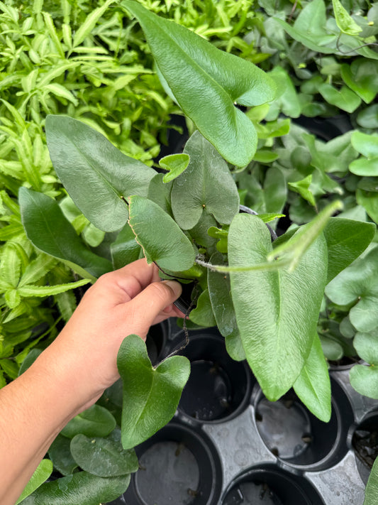 Hemionitis arifolia "Heart Ferns"