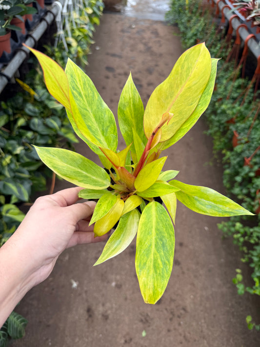 Philodendron ‘Orange Marmalade’
