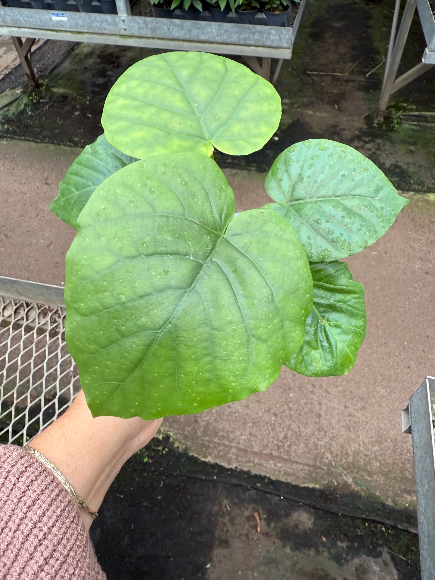 Ficus Umbellata
