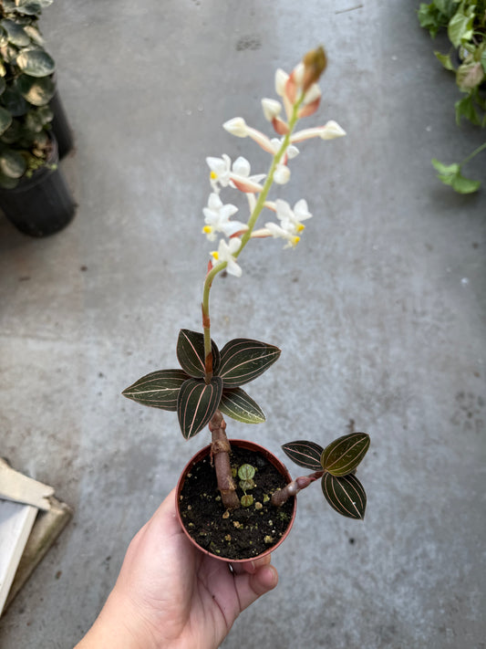 Ludisia Discolor - ‘Jewel Orchid’