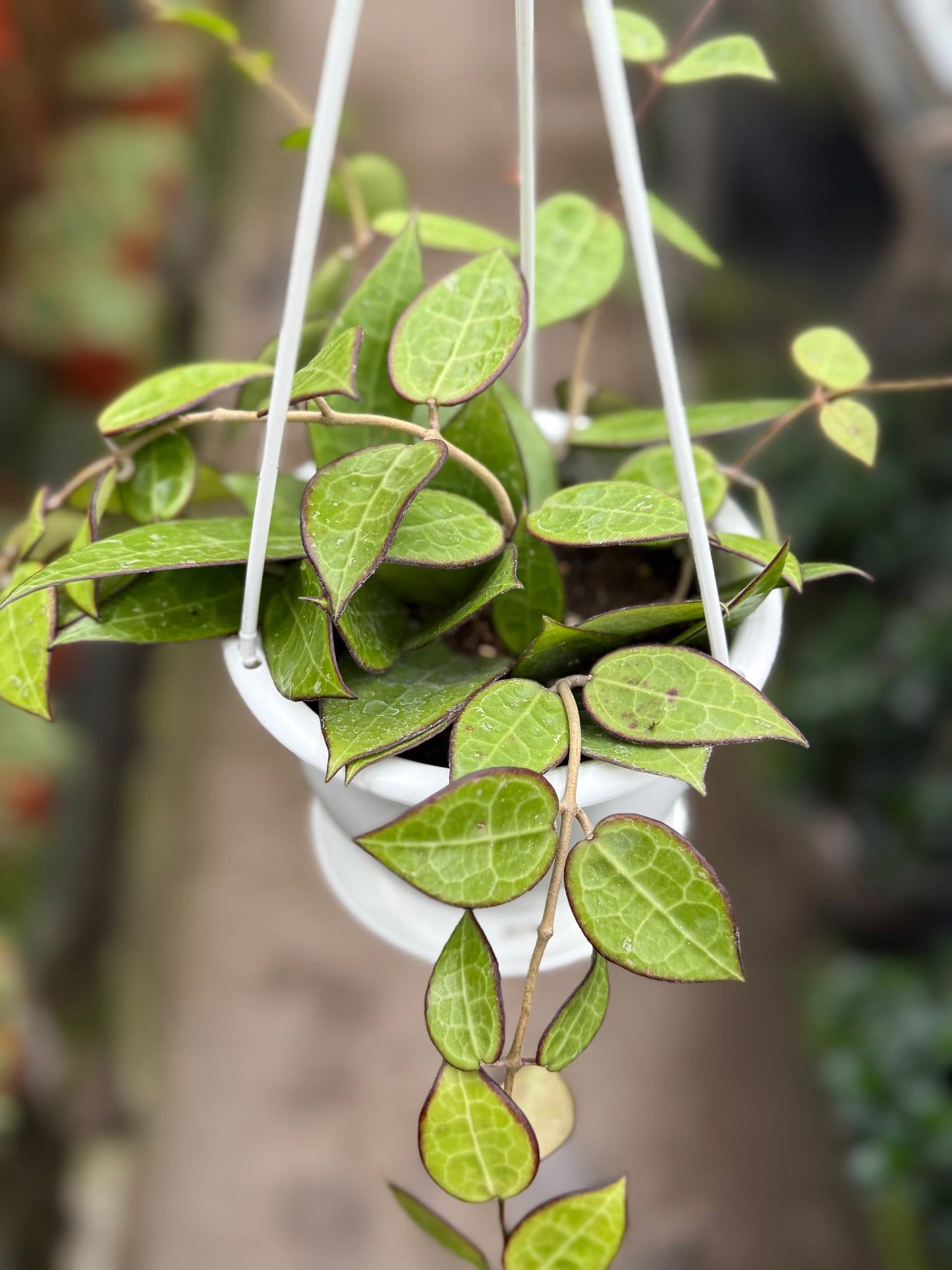 Hoya 'Parasita Black Margin'