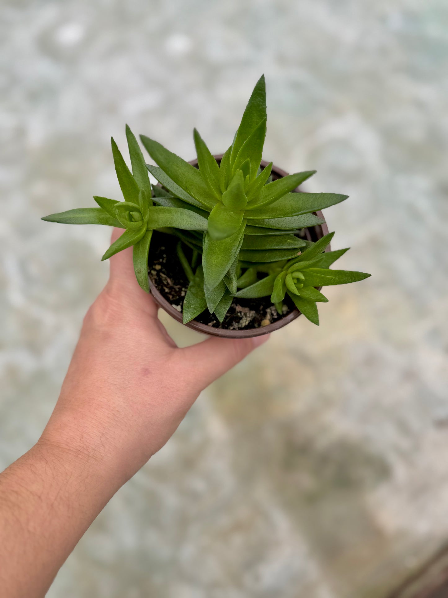 Crassula ´Shark Tooth’