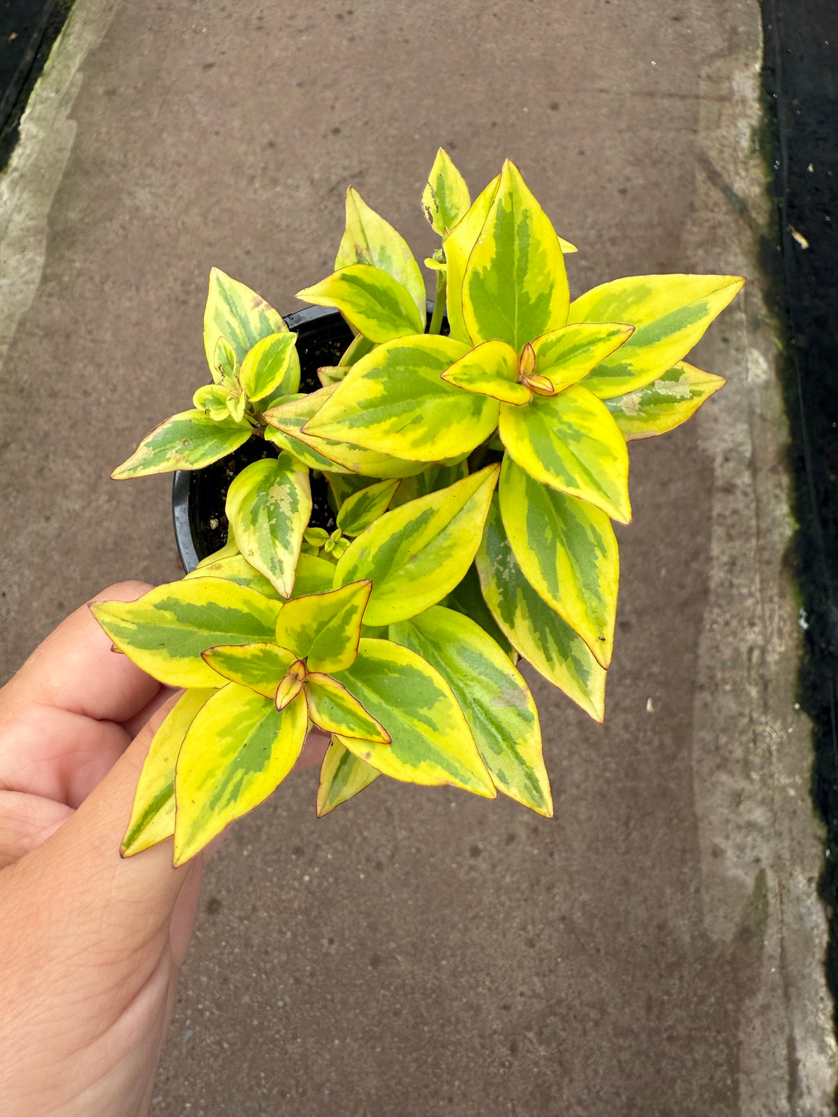 Nematanthus gregarius ‘Aura Gold’