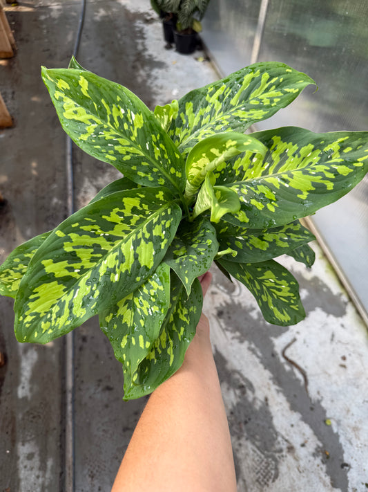 Dieffenbachia ‘Cheetah’