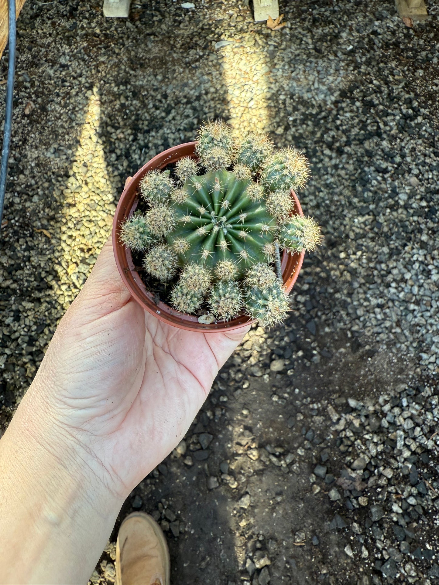 Echinopsis oxygona