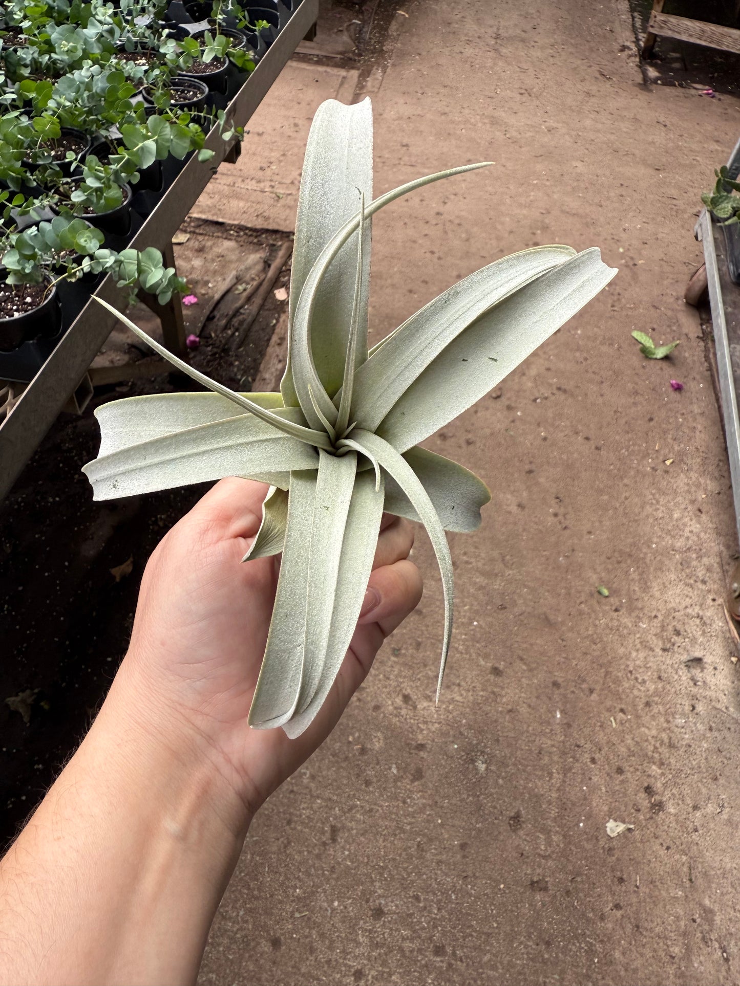 Tillandsia xerographica