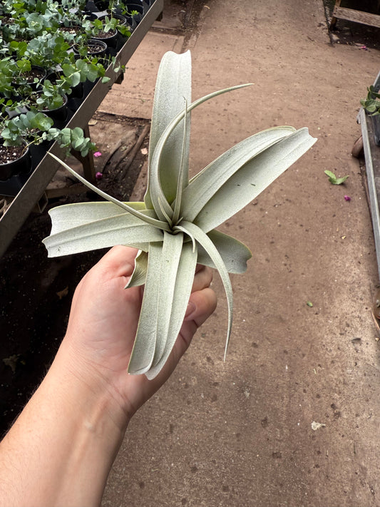 Tillandsia xerographica