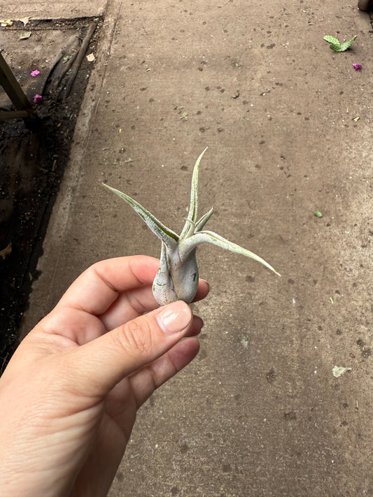 Tillandsia Caput-medusae