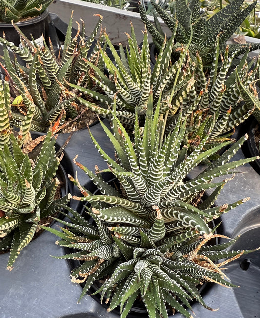 Haworthia Zebra