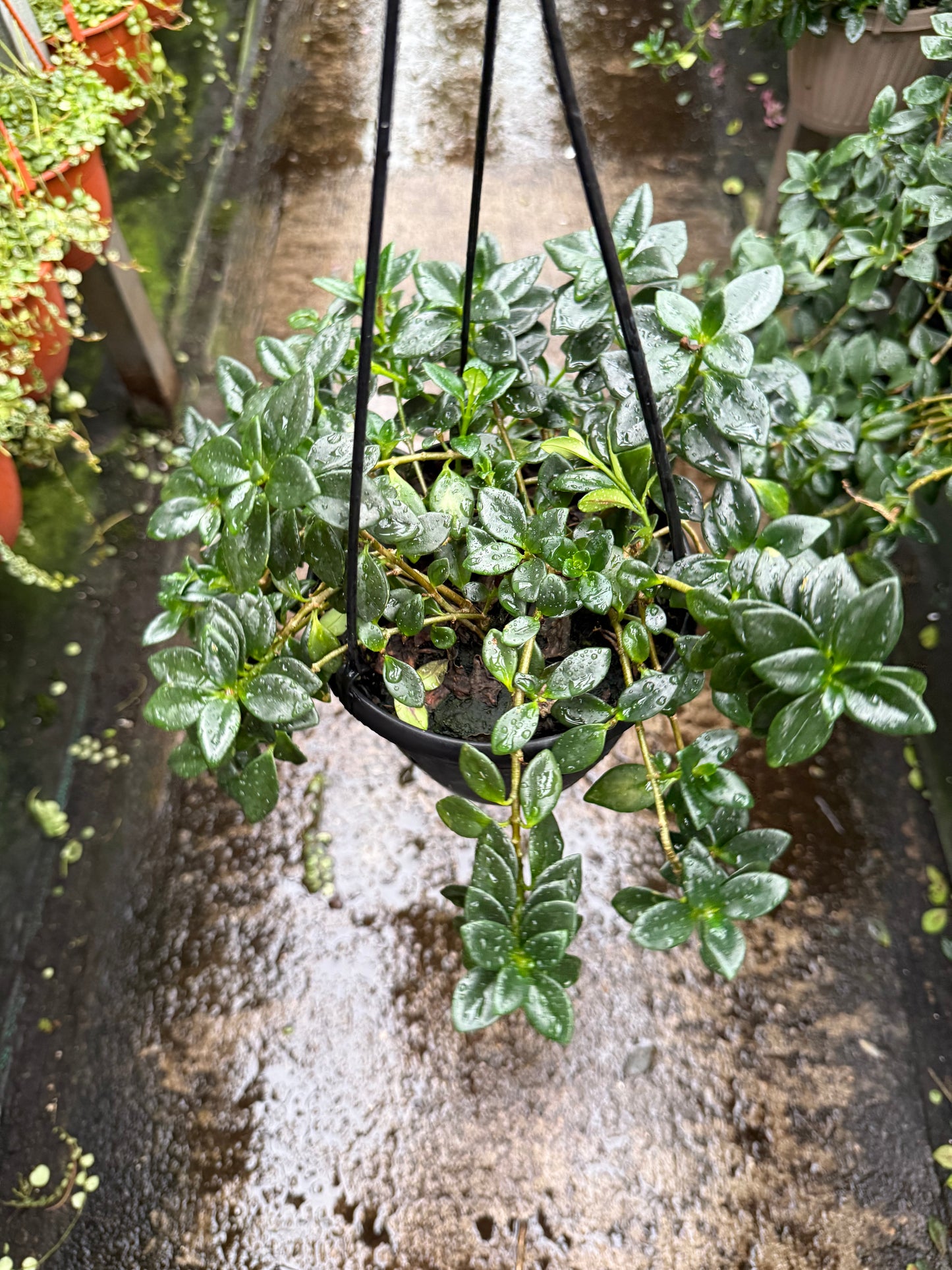 Hypocyrta glabra – Goldfish Plant