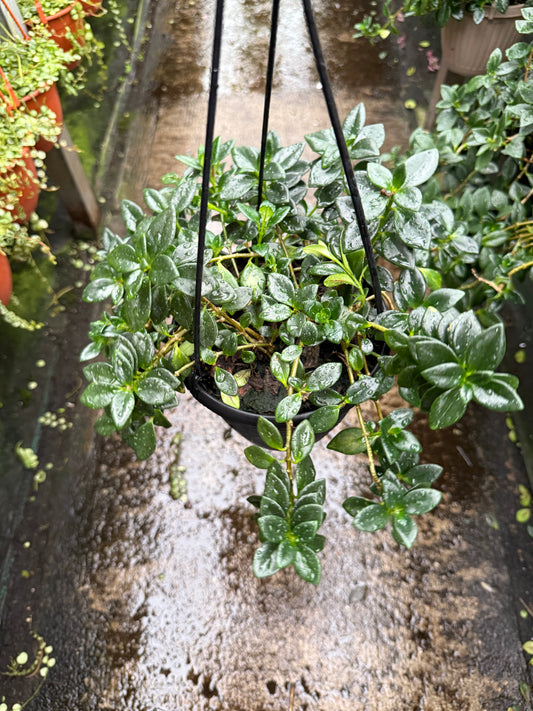 Hypocyrta glabra – Goldfish Plant