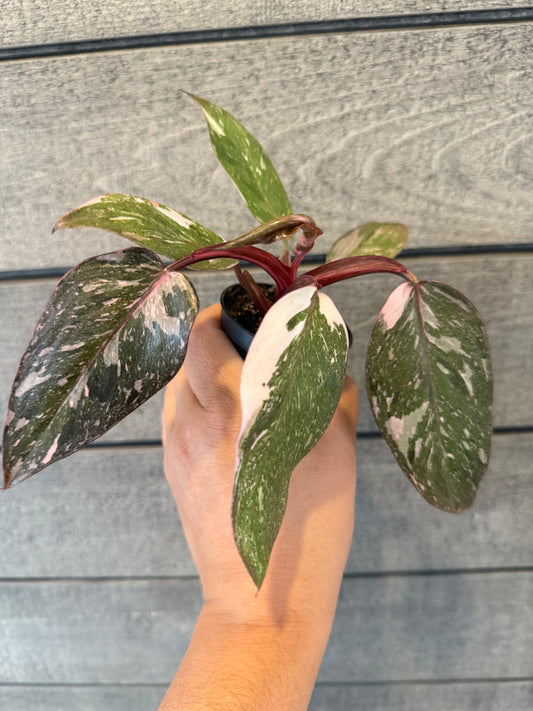 Philodendron erubescens 'Pink Princess'