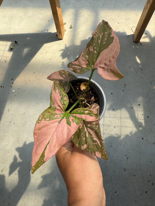 Syngonium ‘Pink Splash’