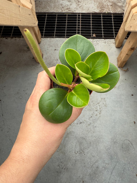 Peperomia obtusifolia ‘Green’