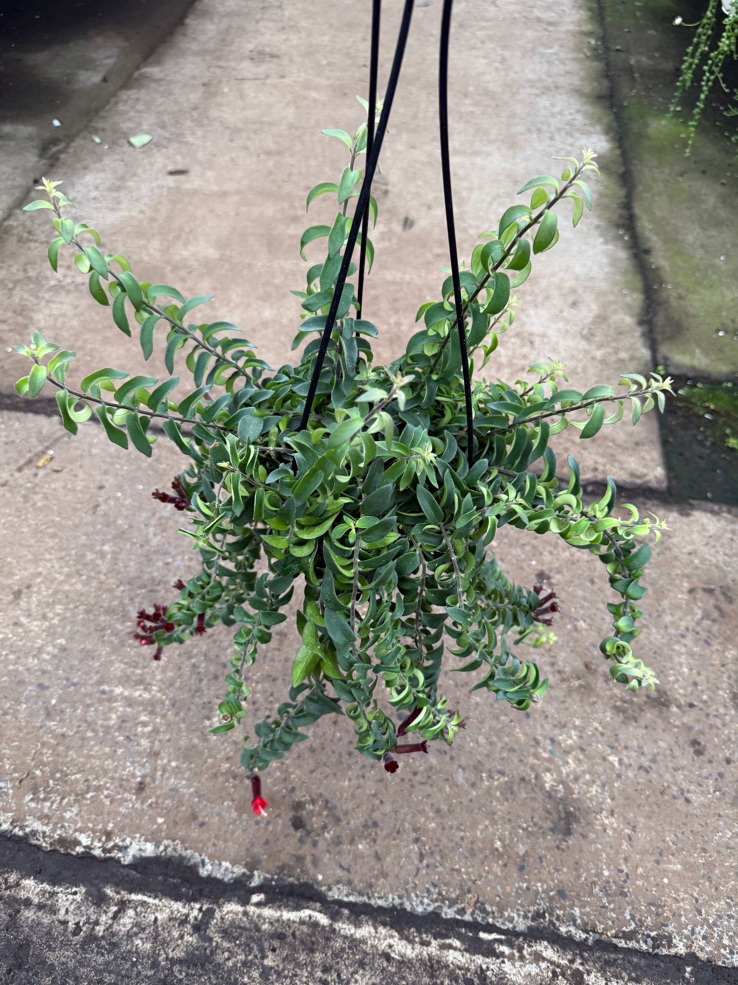 Columnea Twister