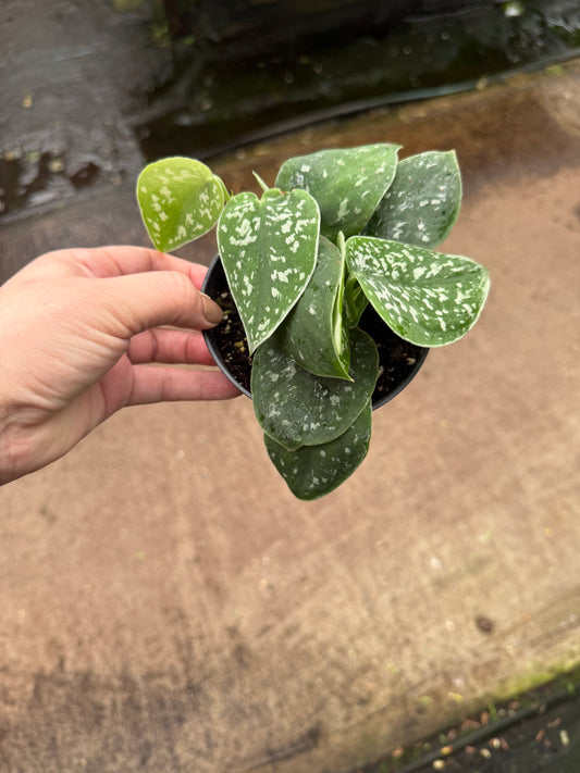 Scindapsus pictus ‘Silvery Ann’