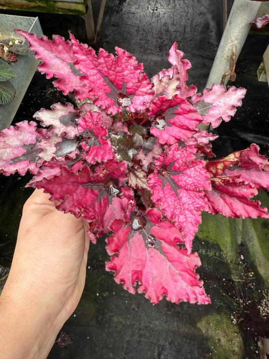 Begonia Rex ‘Red Robbin’