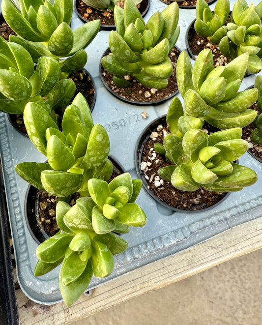 Crassula Capitella "Benjamin"