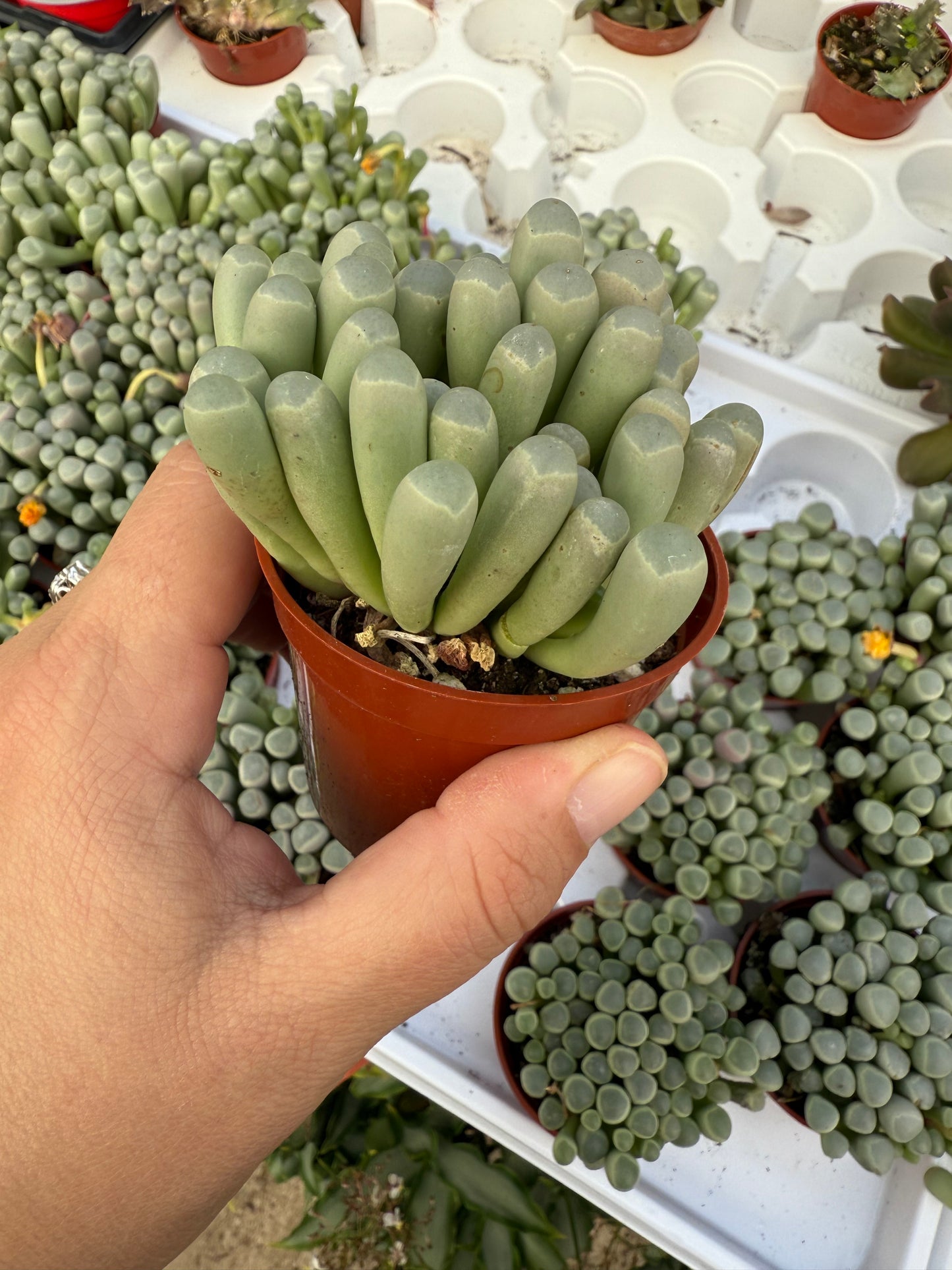 Fenestraria rhopalophylla ‘Baby Toes’