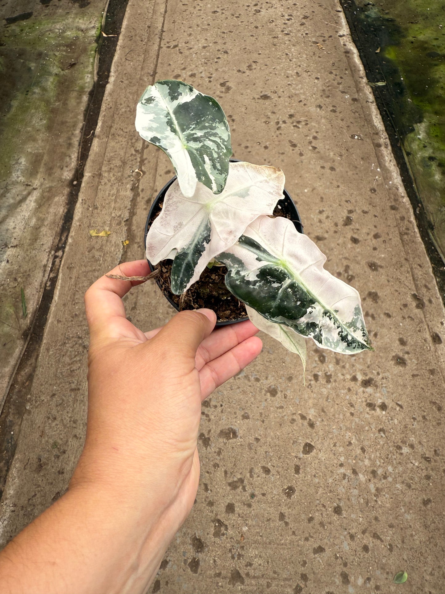 Alocasia Polly Pink Variegata