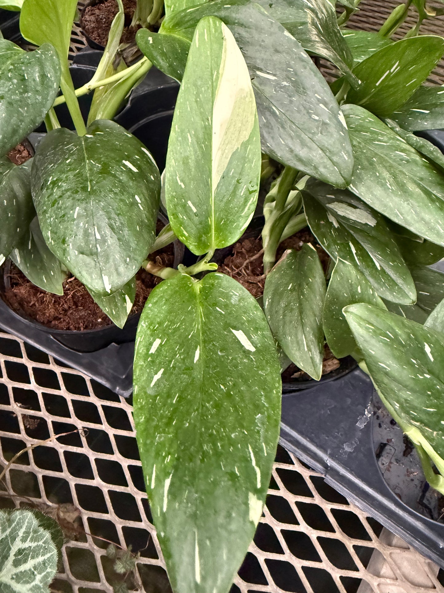 Monstera Standleyana Variegata